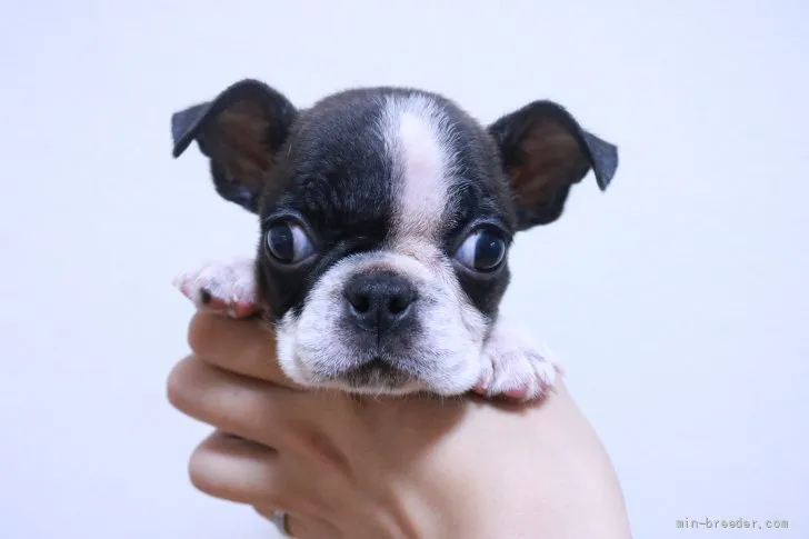 ID：2108-02864の子犬