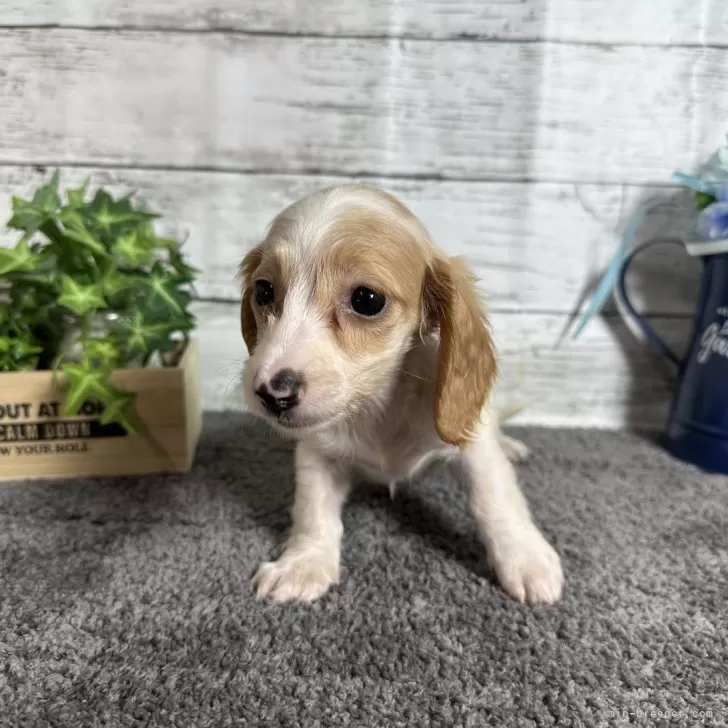 ID：2408-03403の子犬