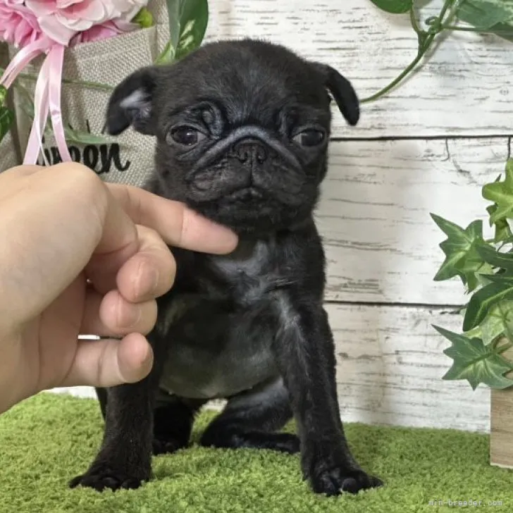 ID:2310-06561の子犬