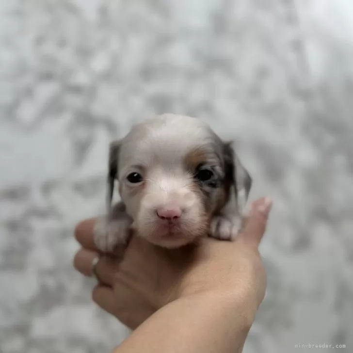 ID:2402-05272の子犬