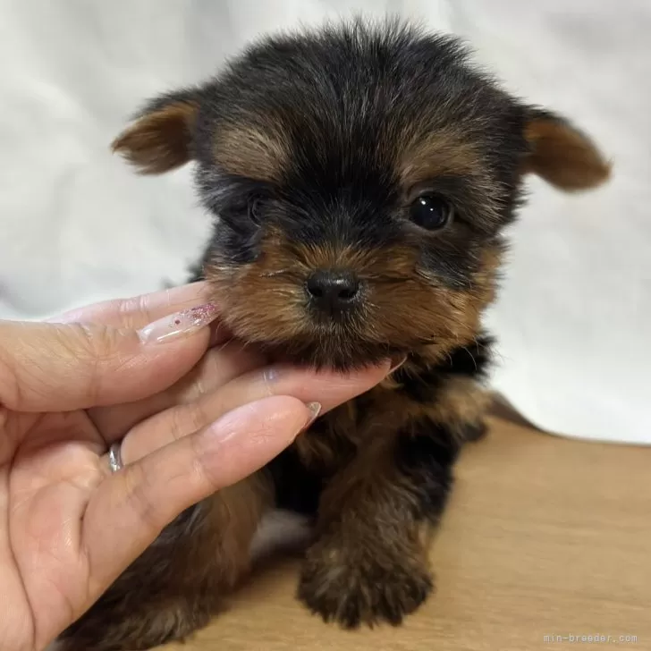 ID：2409-02770の子犬