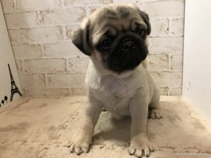 ID：1702-00814の子犬