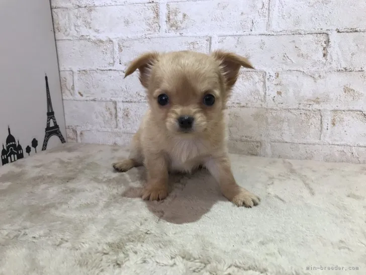 ID：1706-01308の子犬