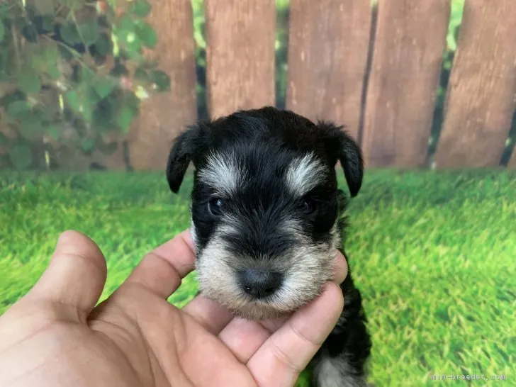 ID：1901-02022の子犬