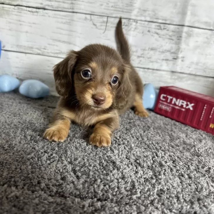 ID:2406-06867の子犬
