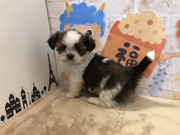 シーズー【奈良県・女の子・2016年11月30日・ホワイト&ゴールド】の写真「」