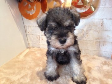 ミニチュアシュナウザー【奈良県・男の子・2015年9月6日・ソルトペッパー】の写真「当犬舎で生まれました」