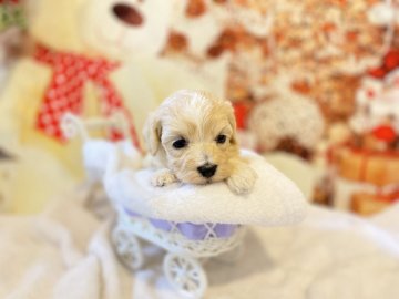 お父さんマルチーズ・お母さんトイプードル【奈良県・女の子・2019年10月31日・アプリコット】の写真「マルチーズとトイプードルのハーフの女の子」