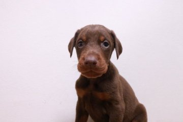 ドーベルマン【奈良県・男の子・2020年10月31日・チョコタン】の写真「ヨーロピアンタイプの可愛い男の子」