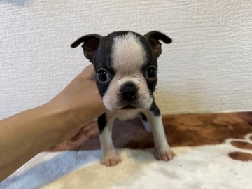 ボストンテリア【奈良県・女の子・2021年8月31日・ボストンカラー】の写真「可愛い女の子」