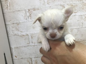 チワワ(ロング)【奈良県・女の子・2017年4月27日・ホワイト】の写真「小さなチワワの女の子」