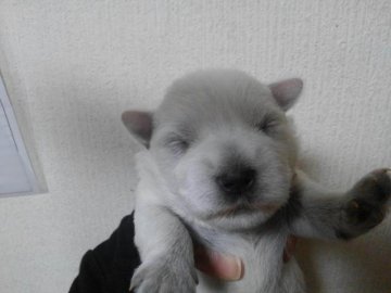 ミニチュアシュナウザー【奈良県・女の子・2017年3月21日・ホワイト】の写真「可愛いホワイトシュナウザーの女の子」