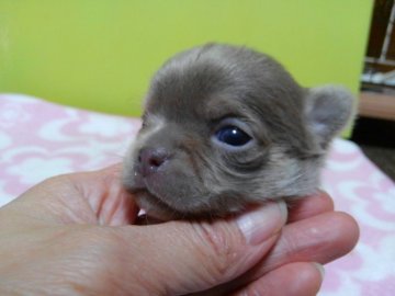 チワワ(スムース)【奈良県・男の子・2017年3月2日・イザベラ】の写真「小さいな男の子」