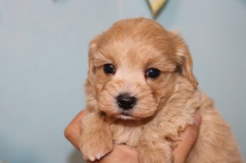 お父さんマルチーズ・お母さんトイプードル【奈良県・女の子・2020年3月18日・アプリコット。】の写真「おっとり顔の女の子」