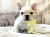 フレンチブルドッグ【奈良県・男の子・2019年8月20日・クリーム】の写真1