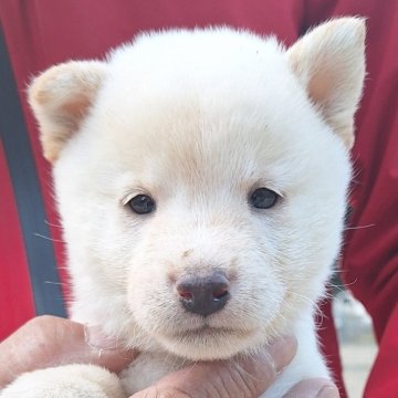 柴犬(豆柴)【大分県・男の子・2025年10月20日・白】の写真「⭐おっとりさんな男の子⭐」