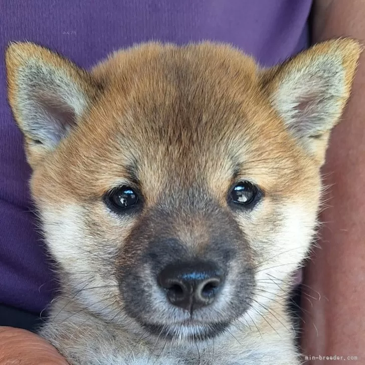 ID:2408-00135の子犬