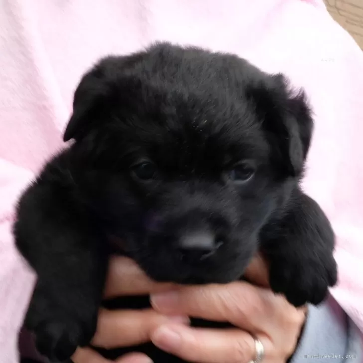 ID：2503-04579の子犬