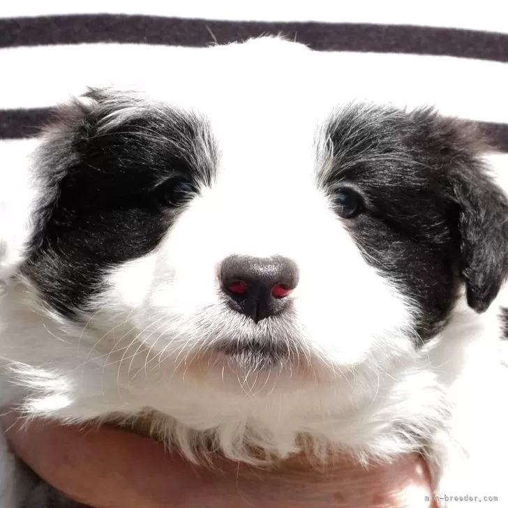 ID：2504-06755の子犬