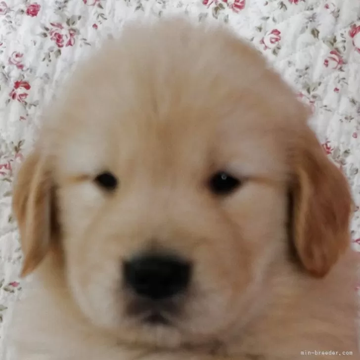 ID:2507-07953の子犬