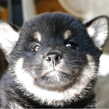 柴犬(標準サイズ)【宮城県・女の子・2025年6月22日・黒】の写真「黒みの強いムッチリボディ」