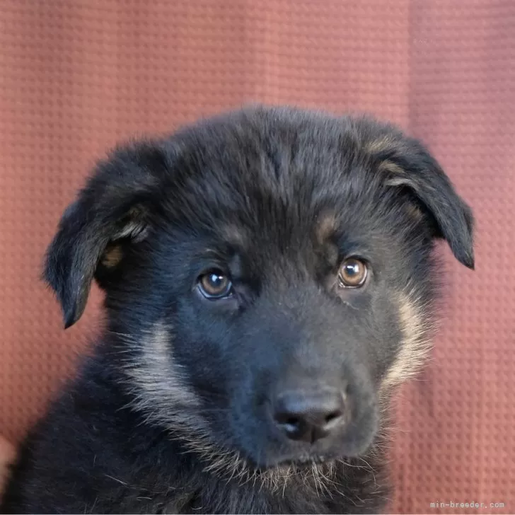 ID：2405-01172の子犬