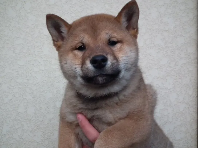 ID：1410-00261の子犬