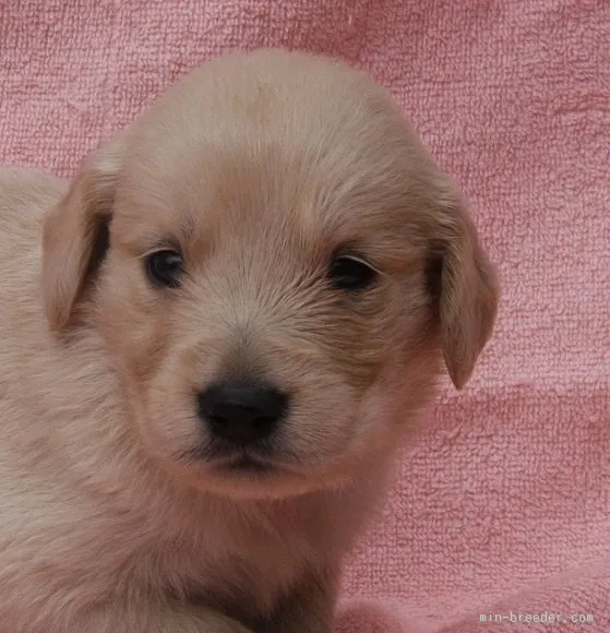 ID：1508-00987の子犬