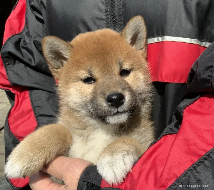 ID：2203-00287の子犬
