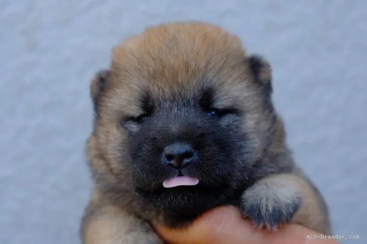 ID:1804-00755の子犬