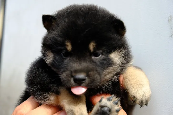 ID：1606-01294の子犬