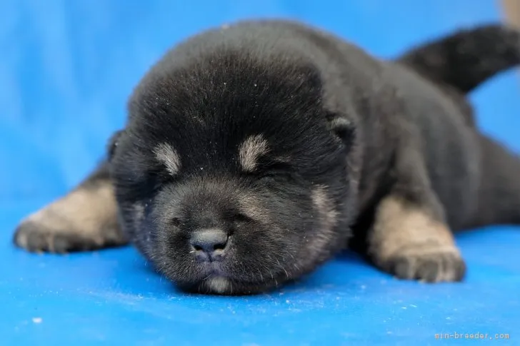 ID:1612-01435の子犬