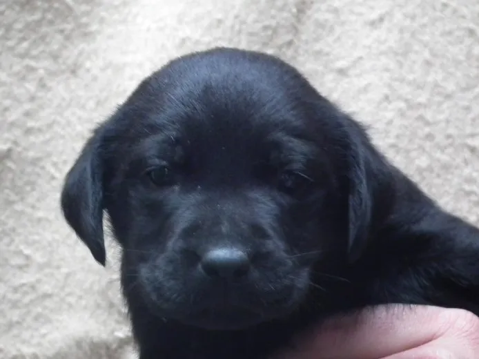 ID:1411-01305の子犬