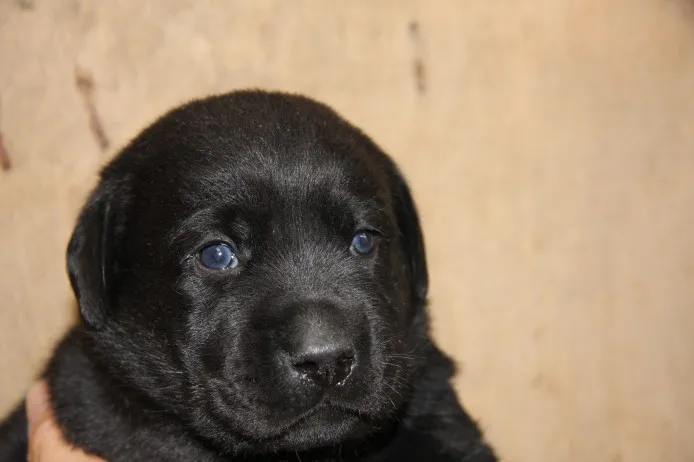 ID:1406-01019の子犬