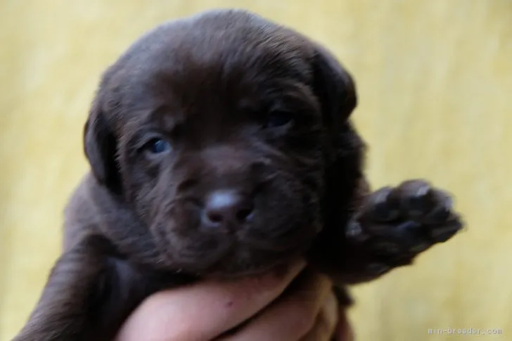 ID：1801-01951の子犬