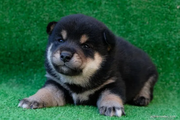 ID：2201-00776の子犬