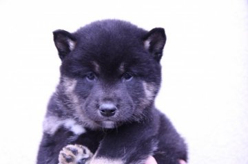 柴犬(標準サイズ)【宮城県・男の子・2015年1月16日・黒】の写真「黒柴オスばかりの４兄弟です」