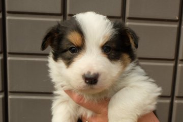 ボーダーコリー【宮城県・女の子・2019年2月1日・トライ】の写真「珍しいトライです。」