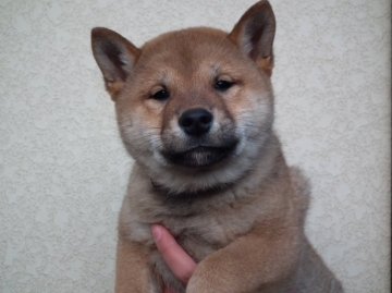 柴犬(標準サイズ)【宮城県・女の子・2014年8月31日・赤】の写真「訓練をはじめました。甘噛みしません。」