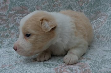 ボーダーコリー【宮城県・女の子・2018年5月22日・レッドアンドホワイト】の写真「カラーの広いかわいい子です」