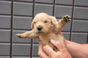 ゴールデンレトリバー【宮城県・男の子・2018年4月15日・ゴールド】の写真「順調に育っています」