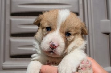 ウェルシュ・コーギー・ペンブローク【宮城県・男の子・2018年1月25日・レッドアンドホワイト】の写真「美男子3兄弟」