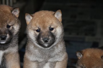 柴犬(標準サイズ)【宮城県・女の子・2014年8月31日・赤】の写真「丸顔です。」