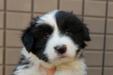 ボーダーコリー【宮城県・男の子・2019年2月8日・ブラックアンドホワイト】の写真「美しいブラックアンドホワイトです」