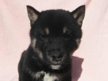 柴犬(標準サイズ)【宮城県・男の子・2015年9月17日・黒】の写真「温和な性格です。」