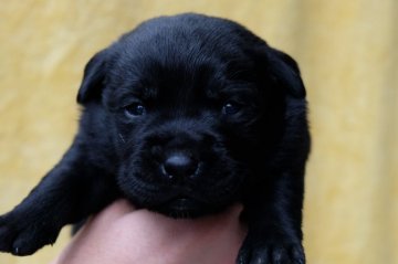 ラブラドールレトリバー【宮城県・女の子・2018年1月3日・ブラック】の写真「丈夫で健康に育っています」