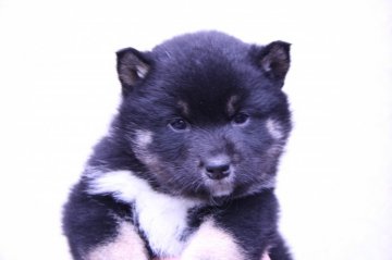 柴犬(標準サイズ)【宮城県・男の子・2015年1月16日・黒】の写真「黒柴オスばかりの４兄弟です」