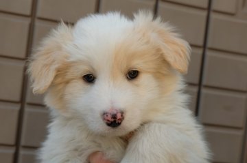 ボーダーコリー【宮城県・男の子・2019年2月8日・レッドアンドホワイト】の写真「白の多い子です」