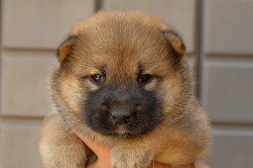 柴犬(標準サイズ)【宮城県・女の子・2019年7月8日・赤】の写真「丈夫で健康に育っています。」