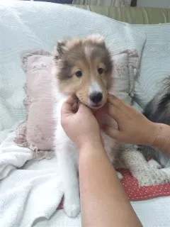 ID：1211-00205の子犬